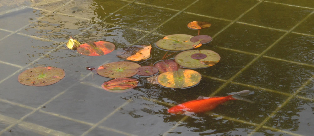 Pond with Fish and Lily pads